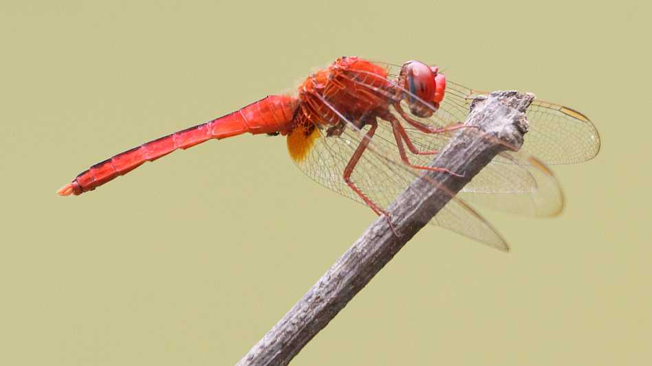 J01_1306 Crocothemis servilia male.JPG